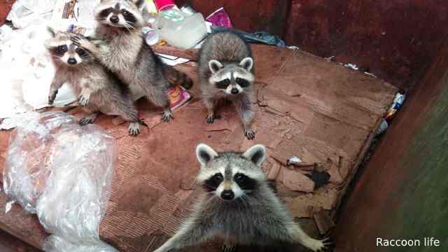 Genetic Aspects  And Behavioral Of The Raccoon Breeding System