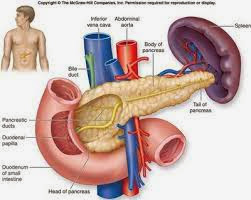 pankreas hormon insulin