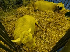 2015.02.26-027 mouton La Romane