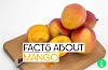 Mango Facts: 10 Fun Facts About Mangoes - InfoHifi