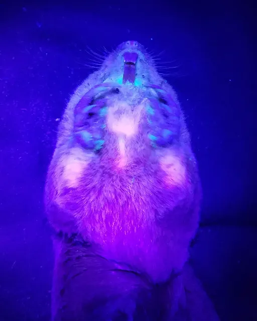 Científicos observan por primera vez la biofluorescencia en mamíferos de madriguera