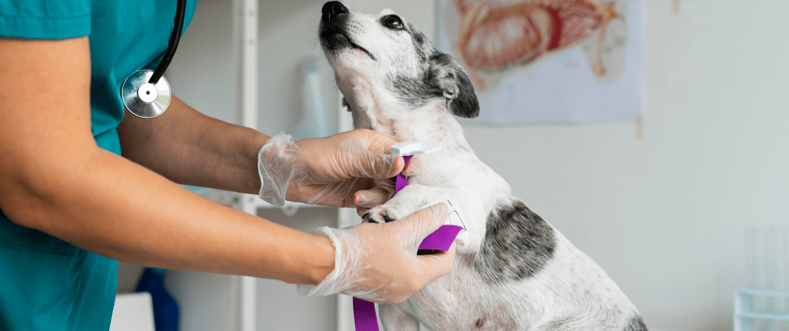 parvo vaccine for dogs