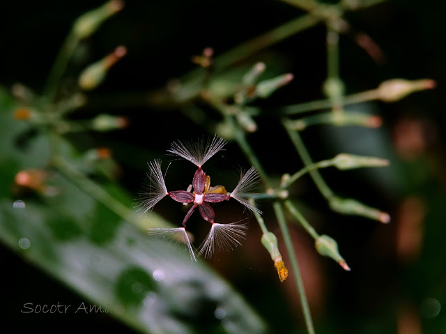 Ixeris dentata