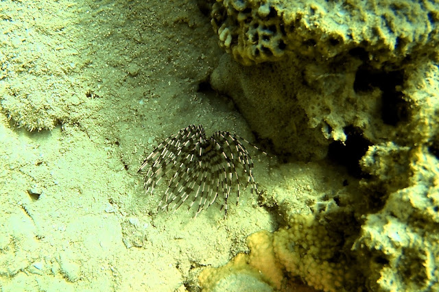 Akabe'de Tüplü Dalış, Akabe, Ürdün, tüplü dalış, scuba diving, Kızıldeniz, vizesiz tatil, Aqaba Sharks Bay Divers, anemon, deniz kaplumbağası, batık, dil balığı, taş balığı, lipsoz, 