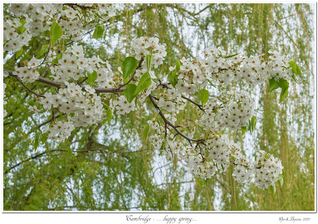 Cambridge: ... happy spring...