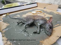 Iju Budak Baik: Cara Nak Halau Tikus Dari Rumah