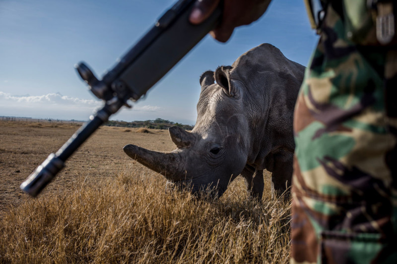 Stunning Photos Of The Last Two Northern White Rhinos Alive