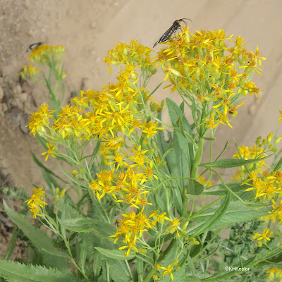 goldenrod in Utah