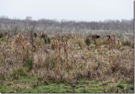 Reddick_paynes_prairie_cdt_bison1