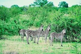 wild zebras in jungle