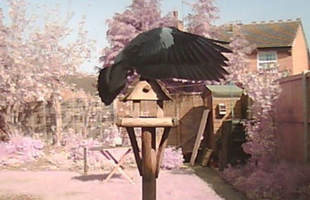 Perfect poise pigeon