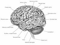 Brain Function Map