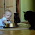 Kolejny kot w domu- karmienie wspolne kotow 