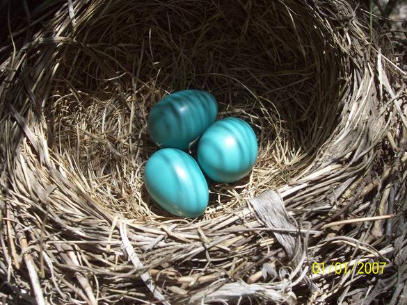 Bird Eggs Pictures