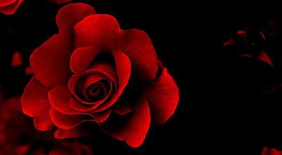 love,rose,red rose,flower