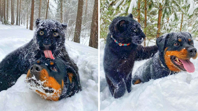 The human and rottweiler became a family to an abandoned panther!