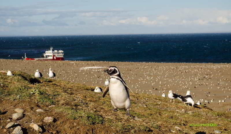 Patagonia Pingüinos