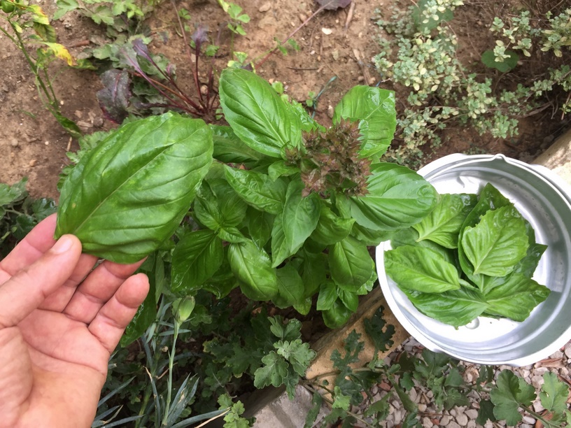 Basil is one of the most useful and beautiful herbs you can grow. Transplanting basil seedlings is so easy and with good care you will enjoy harvesting basil leaves all summer long!
