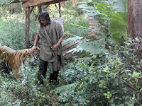 Kisah Sholeh hidup dan harimau Benggala bernama Mulan