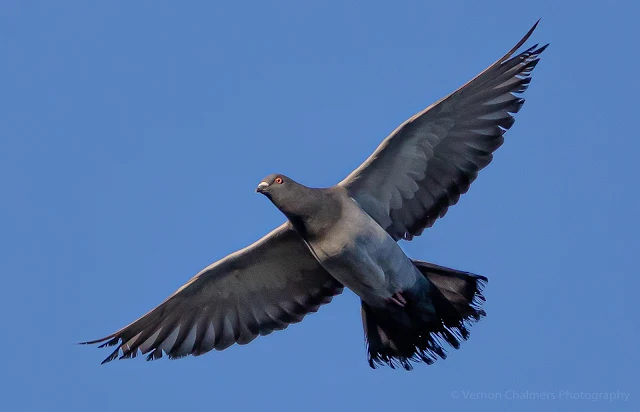 Rock Pigeon Diep River Milnerton Woodbridge Island