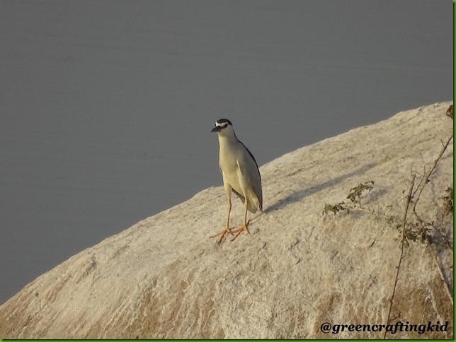 Black crowned night Heron