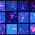 Artificial intelligence bot trained to recognize galaxies