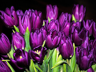 fotos de tulipanes morados