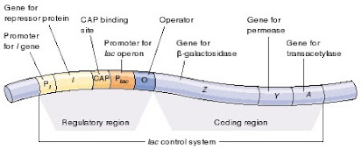 lac operon, lac operon yang bertanggung jawab untuk regulasi ekpresi gen perombak laktosa