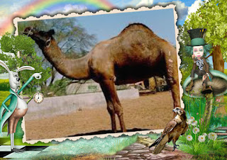 Kachchhi Camel