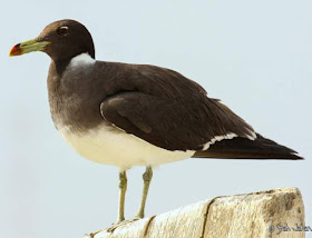 sooty gull (Larus hemprichii) on a perch