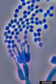 The commercial antibiotics tetracycline (3), minocycline (4), chlortetracycline (5), oxytetracycline (6), and doxycycline (7) were biotransformed by a marine-derived fungus Paecilomyces sp.