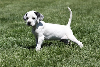 Pointer Puppies Picture