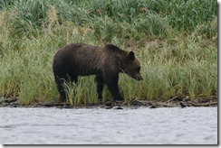 Grizzly Bear