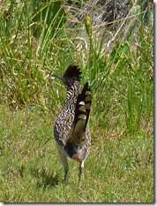 Road Runner at Palo Duro Canyon State Park