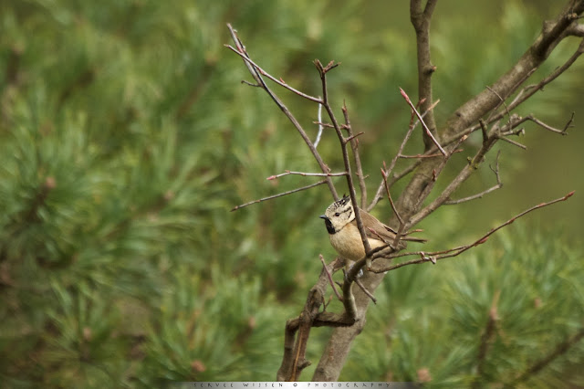 Kuifmees - Crested Tit - Lophophanes cristatus