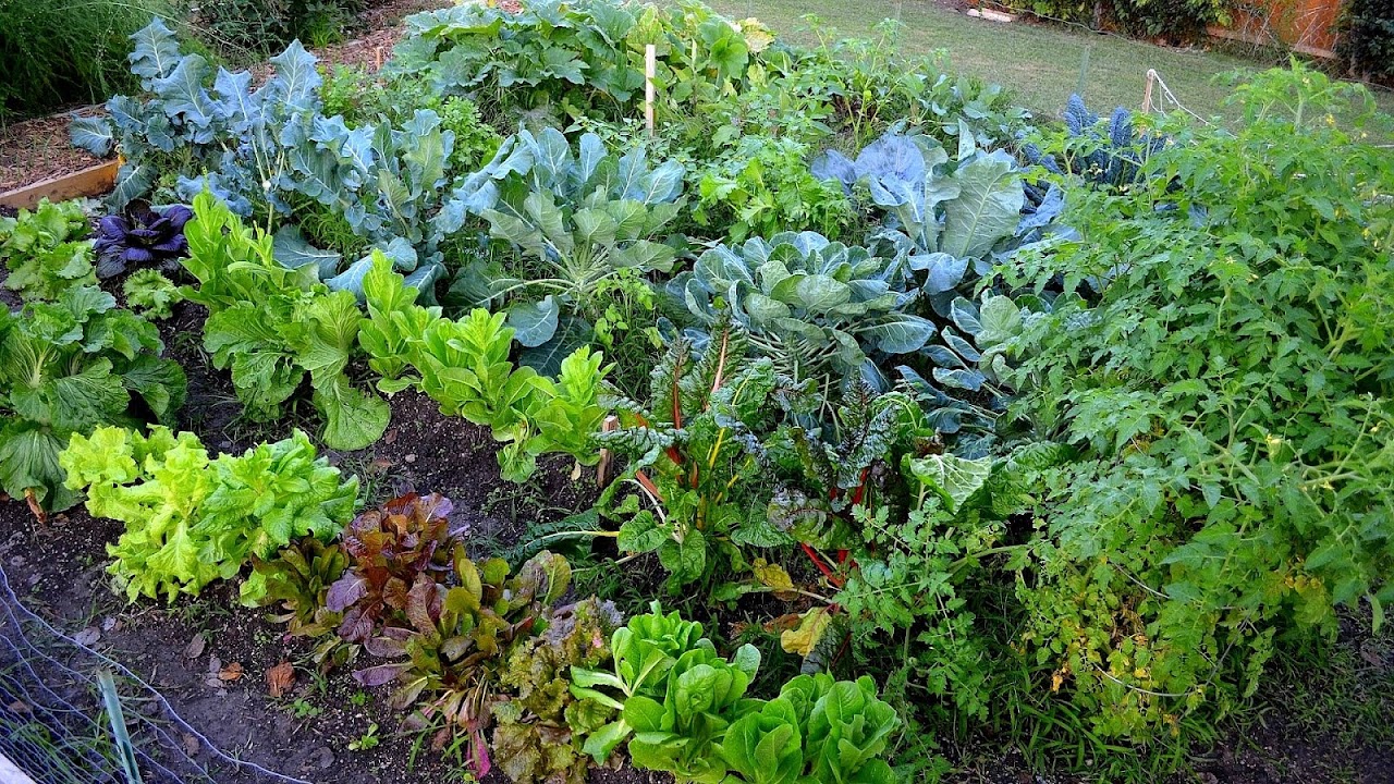 Planting Vegetables In Autumn