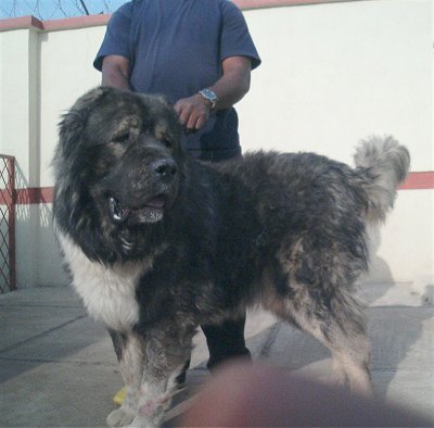 Bully Kutta Caucasian Shepherd: Caucasian Shepherd