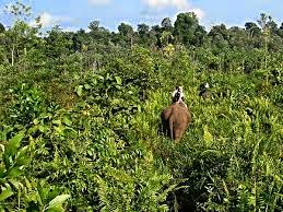 Keindahan Taman Nasional Tesso Nilo