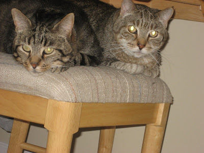 two tabby cats lying on one chair under a table