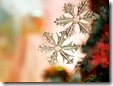 snow_flake_crystal_1024x768 unique cool wallpapers