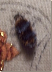 wasp_2