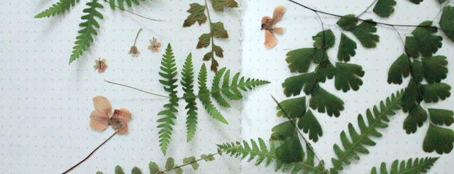 Pressed ferns and flowers