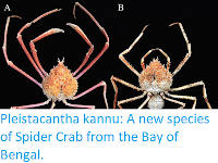 https://sciencythoughts.blogspot.com/2017/12/pleistacantha-kannu-new-species-of.html