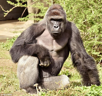 Cincinnati gorilla