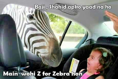 Zebra funny..... hahah