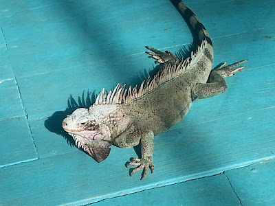 iguana st thomas usvi