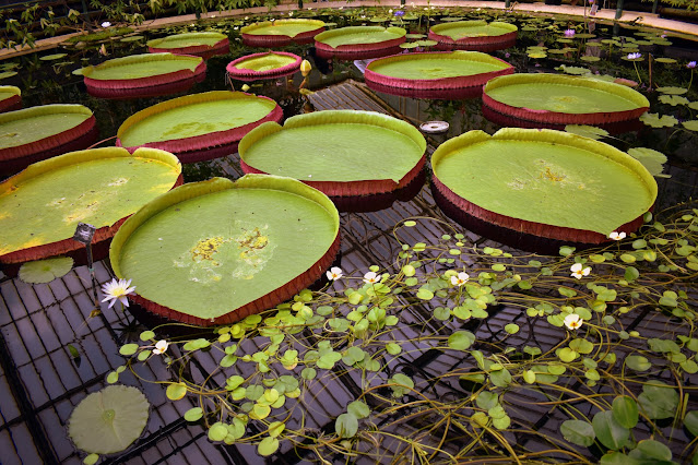 Waterlily Pond, Kew Gardens, London