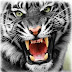 30 Hasil Foto Macan Yang Imut dan Gambar Harimau Putih Muka Ganas PNG