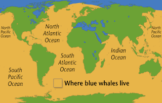 blue,whale,blue whale,fish