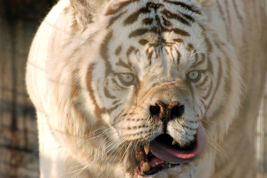 deformed white tiger pictures. tragedy of white tigers